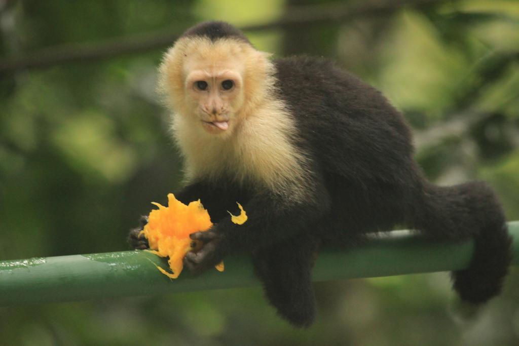 Karahe Manuel Antonio